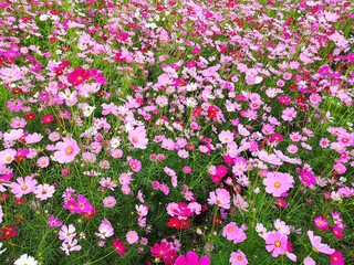 Pink, white and red cosmos flower are bloom at field crop, background.