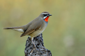 Close up of beautiful brown bird with bright red neck perching on dirt ground over green blur background in nature, Male of Siberian rubythroat (Calliope calliope)