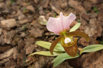 Beautiful Wild orchid from THialand.