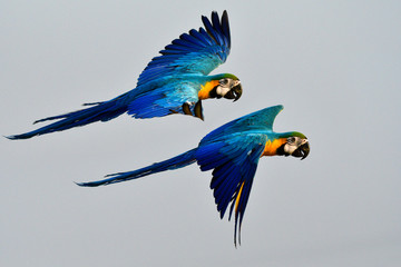 Happy pair of Blue-and-gold macaw, beautiful blue and yellow parrot birds flying together with fully wings stretching over fine sky, exotic pet animals