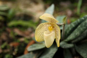 Beautiful Wild orchid from THialand.