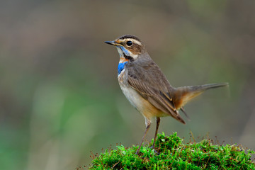 lovely male of bluethroat (Luscinia svecica) beautiful brown with bright blue and orange marking on its chest standing on green grass spot with moving tail, exotic creature