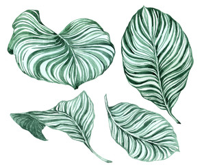 Set of tropical leaves. Jungle, botanical watercolor illustrations, floral elements, palm leaves, fern and others. Hand drawn watercolor set of Anthurium green leaves and home plant, isolated