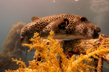 Arothron fish in the Red Sea Colorful and beautiful, Eilat Israel