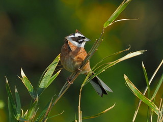 Emberiza cioides