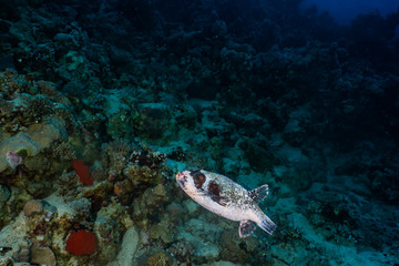 Obraz premium Arothron fish in the Red Sea, Eilat Israel