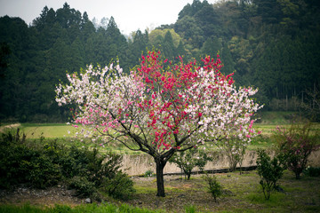 Fototapeta premium 源平花桃
