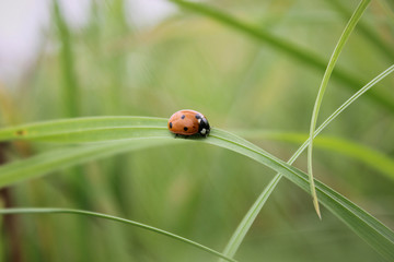 Ladybug on green grass.  Macro insects or macro nature. Nature in spring or summer.