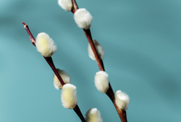 pussy willow twigs with turquoise background close-up. Concept for Easter. - Bilder