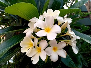 Frangipani cream and white flowers