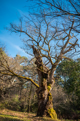 vieux chêne
