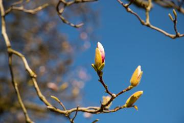 Magnolia
