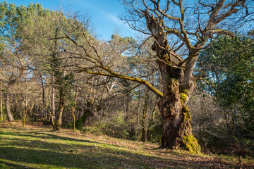 vieux chêne en forêt