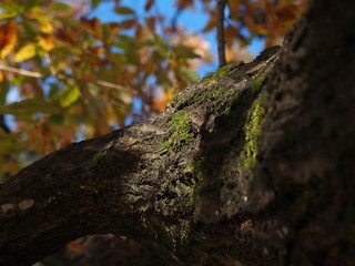 紅葉した木の葉と青空