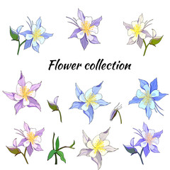 Set of spring flowers of pink and purple on a white background. Aquilegia. Vector illustration drawn by hand.