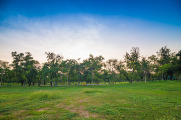 Green meadow in city public park sunset with tree