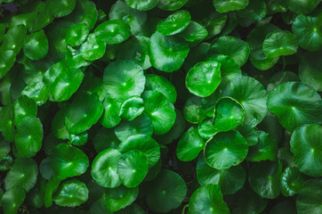 green leaves herb background texture nature plant closeup foliage fresh tropical pattern flat lay overhead botany in garden abstract environment.