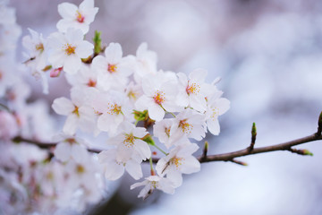 桜の花