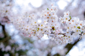 桜の花