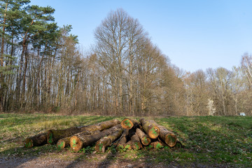 Pfalz bei Annweiler Trifelserland