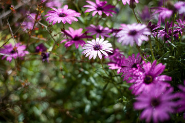 adow of purple daisies after rain