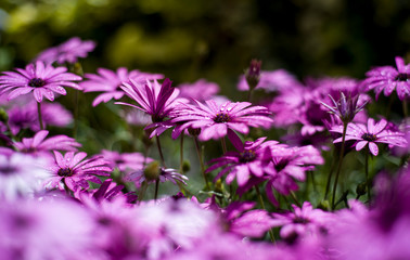 adow of purple daisies after rain