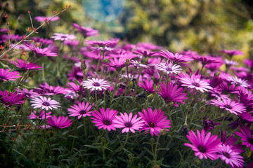 adow of purple daisies after rain