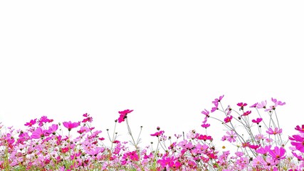Cosmos flower and green stalk at field, isolated on white background.