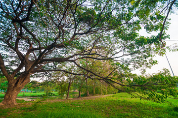 Green meadow in city public park sunset with tree