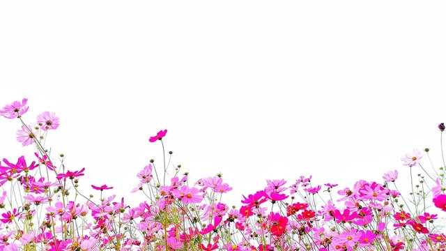 Cosmos flower and green stalk at field, isolated on white background. © The natures