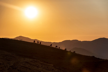 Obraz premium Morning in the mountain, cows silhouette in front of rising sun 