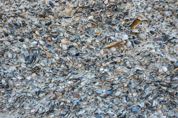 Mussels in the Sand