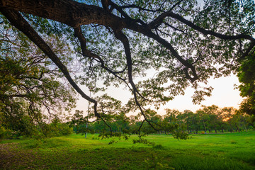Fototapeta premium Green meadow in city public park sunset with tree