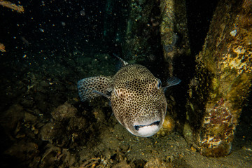 Arothron fish in the Red Sea Colorful and beautiful, Eilat Israel © yeshaya