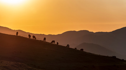 Fototapeta na wymiar Morning in the mountain, cows silhouette in front of rising sun 