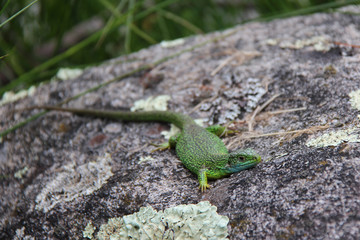 Lizard (France)