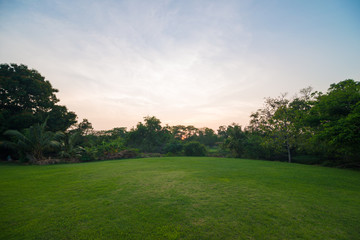 Fototapeta na wymiar Green meadow in city public park sunset with tree