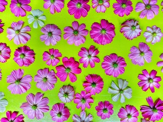 Cosmos flower back side on green background.