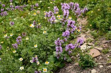 Field flowers in the mountains. Daisies, bells, green grass and stones. Beautiful nature.