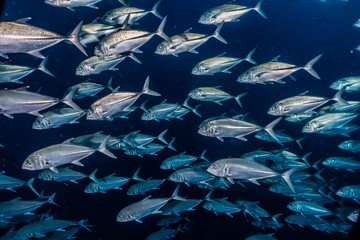 Obraz premium Fish swim in the Red Sea, colorful fish, Eilat Israel