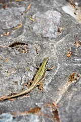 とかげ ムラリスカベカナヘビ  　European Wall Lizard