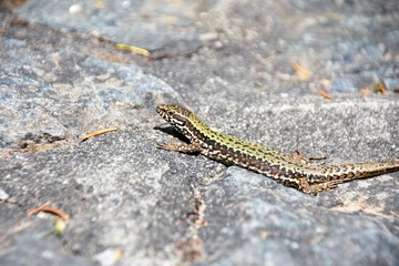 とかげ ムラリスカベカナヘビ  　European Wall Lizard
