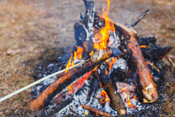 A man fries sausages against the grass on a campfire in the spring forest. In the frame of one hand.