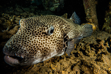 Arothron fish in the Red Sea Colorful and beautiful, Eilat Israel