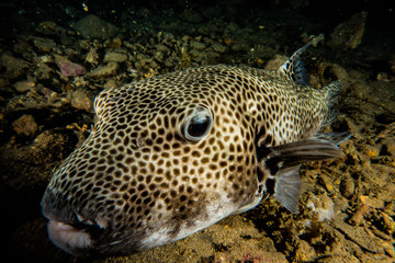 Arothron fish in the Red Sea Colorful and beautiful, Eilat Israel