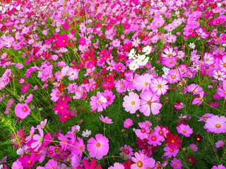 Pink, white and red cosmos flower are bloom at field crop, background.