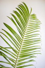 Green palm leaf on a white background