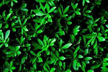 Dark green natural leaf background