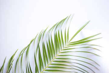 Fototapeta premium A large leaf of palm trees on a white background