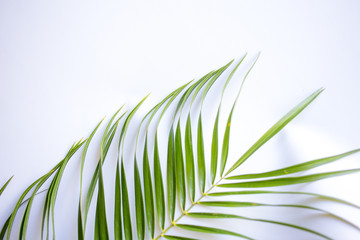A large leaf of palm trees on a white background